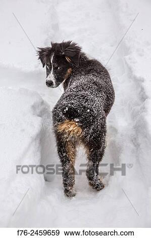 Young australian shepherd View Large Photo Image Stock Photo - Young australian shepherd. Fotosearch