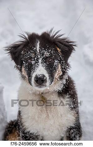 Young australian shepherd View Large Photo Image Stock Photograph - Young australian shepherd. Fotosearch