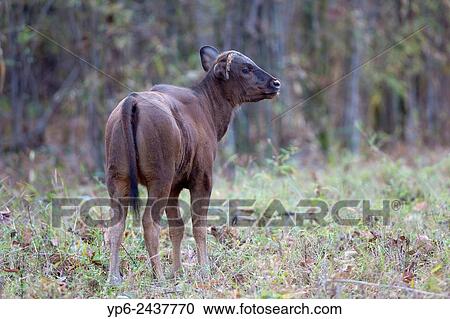 young Gaur (Bos gaurus) in forest, Tadoba National Park, Maharashtra, India. View Large Photo Image Stock Image - young Gaur (Bos gaurus) in forest, Tadoba National Park, Maharashtra, India.. Fotosearch