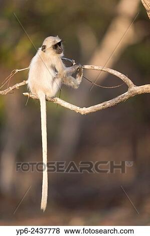 young Southern plains gray langur or Hanuman langur (Semnopithecus dussumieri) sitting on branch, Pench National Park, Madhya Pradesh, India. View Large Photo Image Stock Photo - young Southern plains gray langur or Hanuman langur (Semnopithecus dussumieri) sitting on branch, Pench National Park, Madhya Pradesh, India.. Fotosearch