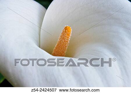 Zantedeschia aethiopica, Common Calla. View Large Photo Image Stock Photo - Zantedeschia aethiopica, Common Calla.. Fotosearch