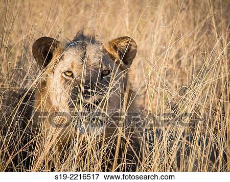 Zimbabwe, Hwange National Park, Portrait of lion View Large Photo Image Stock Photo - Zimbabwe, Hwange National Park, Portrait of lion. Fotosearch