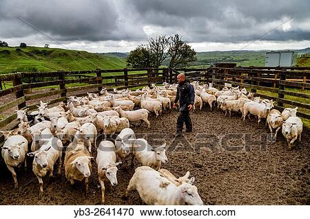 A Sheep Farmer Herds Sheep On To A Lorry, Sheep Farm, Pukekohe, New Zealand. View Large Photo Image Stock Image - A Sheep Farmer Herds Sheep On To A Lorry, Sheep Farm, Pukekohe, New Zealand.. Fotosearch