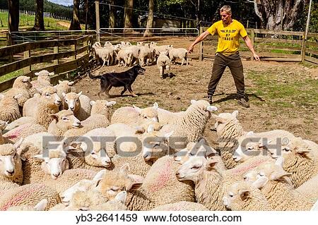 A Sheep Farmer Herds Sheep On To A Lorry, Sheep Farm, Pukekohe, New Zealand. View Large Photo Image Stock Photo - A Sheep Farmer Herds Sheep On To A Lorry, Sheep Farm, Pukekohe, New Zealand.. Fotosearch