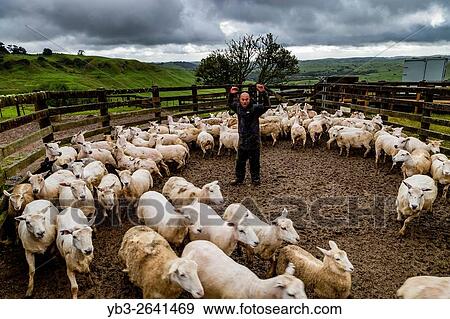 A Sheep Farmer Herds Sheep On To A Lorry, Sheep Farm, Pukekohe, New Zealand. View Large Photo Image Stock Photo - A Sheep Farmer Herds Sheep On To A Lorry, Sheep Farm, Pukekohe, New Zealand.. Fotosearch