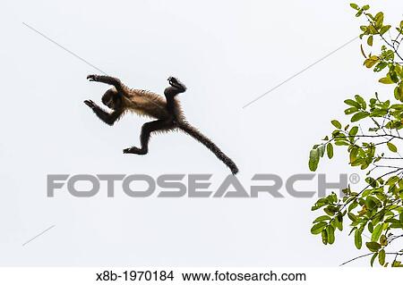 Picture - Adult brown capuchin Cebus apella leaping from tree to tree in Iguaz Falls National Park, Misiones, Argentina, South America.. Fotosearch