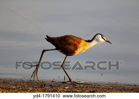 African Jacana Actophilornis africanus, eating, Kruger National Park, South Africa View Large Photo Image Stock Image - African Jacana Actophilornis africanus, eating, Kruger National Park, South Africa. Fotosearch