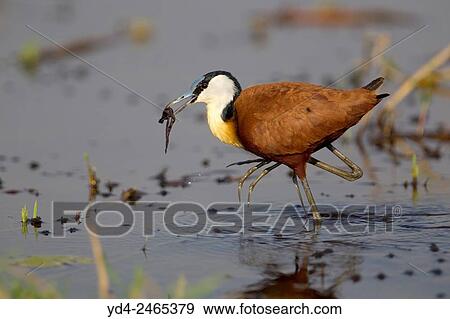 African Jacana (Actophilornis africana), Chobe National Park, Botswana. View Large Photo Image Stock Photo - African Jacana (Actophilornis africana), Chobe National Park, Botswana.. Fotosearch