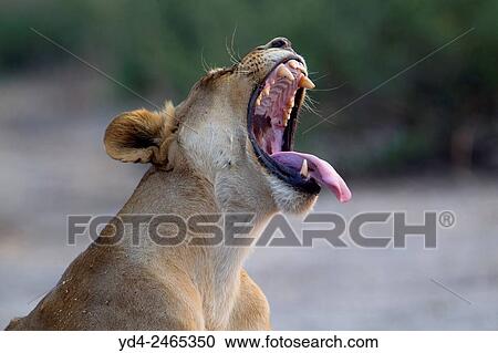 African lion (Panthera leo), Chobe National Park, Botswana. View Large Photo Image Stock Image - African lion (Panthera leo), Chobe National Park, Botswana.. Fotosearch