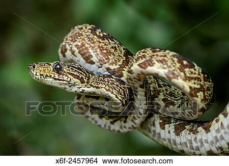 Amazon Tree Boa (Corallus hortulanus), Boa family (Boidae), Amazon rainforest, Yasuni National Park, Ecuador. View Large Photo Image Picture - Amazon Tree Boa (Corallus hortulanus), Boa family (Boidae), Amazon rainforest, Yasuni National Park, Ecuador.. Fotosearch