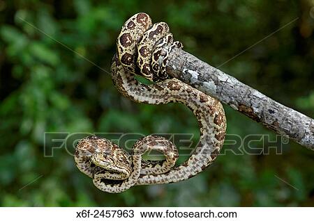 Amazon Tree Boa (Corallus hortulanus), Boa family (Boidae), Amazon rainforest, Yasuni National Park, Ecuador. View Large Photo Image Stock Image - Amazon Tree Boa (Corallus hortulanus), Boa family (Boidae), Amazon rainforest, Yasuni National Park, Ecuador.. Fotosearch