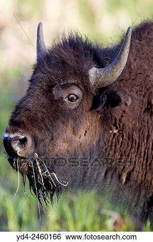 American Bison (Bison bison), Yellowstone National Park, Idaho, Montana and Wyoming, USA. View Large Photo Image Stock Photograph - American Bison (Bison bison), Yellowstone National Park, Idaho, Montana and Wyoming, USA.. Fotosearch