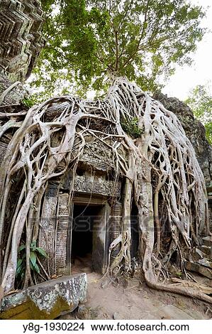 Picture - Angkor - tangle of roots of overgrowing ruins of the Ta Prohm Temple, Angkor Temples Complex, Siem Reap Province, Cambodia, Asia. Fotosearch