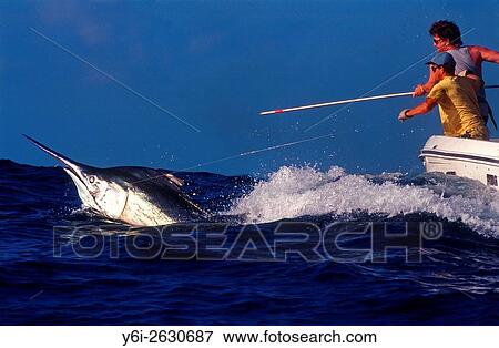 Stock Photo - Anglers put scientific tag in black marlin estimated at 1100 pounds off Cairns Queensland Australia.. Fotosearch