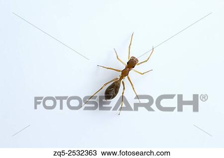 Ant mimicking spider, Myrmarachne sp, Salticidae, Bangalore, India. View Large Photo Image Stock Image - Ant mimicking spider, Myrmarachne sp, Salticidae, Bangalore, India.. Fotosearch