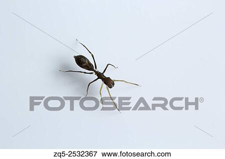 Ant mimicking spider, Myrmarachne sp, Salticidae, Bangalore, India. View Large Photo Image Stock Photo - Ant mimicking spider, Myrmarachne sp, Salticidae, Bangalore, India.. Fotosearch