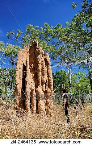 Stock Photography - Australia, Northern Territory, Litchfield National Park, cathedral termite mound, Model Released.. Fotosearch