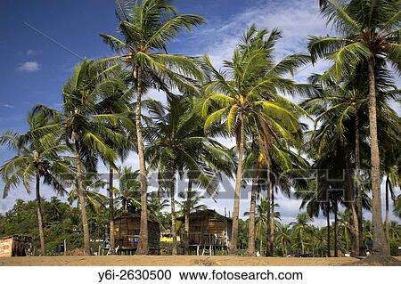 Beach huts among palm trees quiet Agonda Beach south Goa India. View Large Photo Image Stock Image - Beach huts among palm trees quiet Agonda Beach south Goa India.. Fotosearch