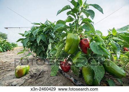 Bell peppers in Ghanzi, Botswana. View Large Photo Image Stock Photo - Bell peppers in Ghanzi, Botswana.. Fotosearch