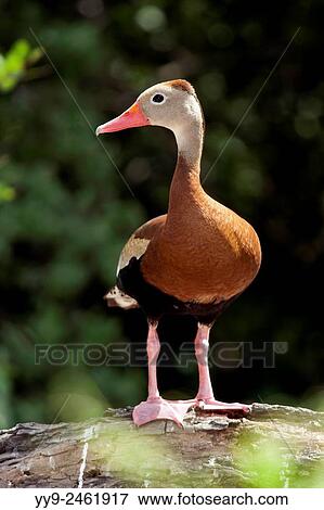 Black-Bellied Whistling-Duck - Camp Lula Sams - Brownsville, Texas USA. View Large Photo Image Stock Photo - Black-Bellied Whistling-Duck - Camp Lula Sams - Brownsville, Texas USA.. Fotosearch