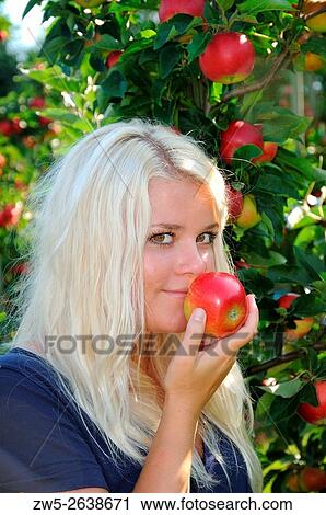 Stock Image - Blond young woman at apple harvest in Kivik, Scania, Sweden.. Fotosearch
