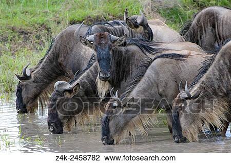 Stock Image - Blue Wildebeest (Connochaetes taurinus) herd drinking, one looking at camera, Serengeti national park, Tanzania.. Fotosearch