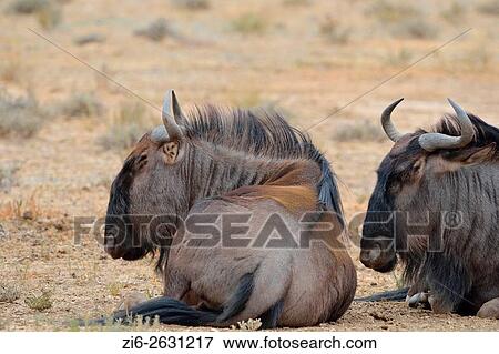 Blue wildebeests (Connochaetes taurinus), lying on dry ground, asleep, Kgalagadi Transfrontier Park, Northern Cape, South Africa, Africa. View Large Photo Image Stock Photo - Blue wildebeests (Connochaetes taurinus), lying on dry ground, asleep, Kgalagadi Transfrontier Park, Northern Cape, South Africa, Africa.. Fotosearch