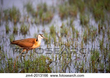 BOTSWANA, OKAVANGO INLAND DELTA, DUMA TAU, AFRICAN JACANA (Actophilornis africana). View Large Photo Image Stock Photograph - BOTSWANA, OKAVANGO INLAND DELTA, DUMA TAU, AFRICAN JACANA (Actophilornis africana).. Fotosearch