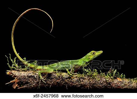 Boulenger Green Anole lizard (Anolis chloris), Iguana family (Iguanidae), Amazon rainforest, Yasuni National Park, Ecuador. View Large Photo Image Stock Photo - Boulenger Green Anole lizard (Anolis chloris), Iguana family (Iguanidae), Amazon rainforest, Yasuni National Park, Ecuador.. Fotosearch