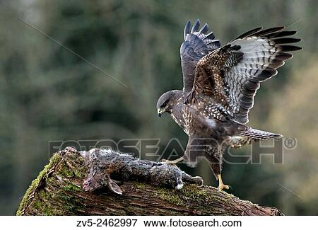 Stock Photo - Buzzard- Buteo buteo with prey. Winter. Uk.. Fotosearch