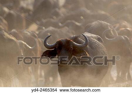 Cape buffalo (Syncerus caffer), Chobe National Park, Botswana. View Large Photo Image Picture - Cape buffalo (Syncerus caffer), Chobe National Park, Botswana.. Fotosearch