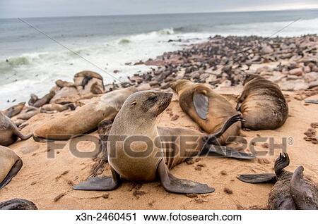 Cape Cross, Namibia, Africa - Cape Fur Seals (pinnipedia) on the Seal reserve of the Skeleton Coast. View Large Photo Image Stock Image - Cape Cross, Namibia, Africa - Cape Fur Seals (pinnipedia) on the Seal reserve of the Skeleton Coast.. Fotosearch