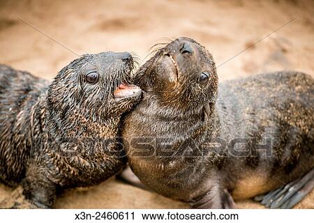 Stock Image - Cape Cross, Namibia, Africa - Cape Fur Seals (pinnipedia) on the Seal reserve of the Skeleton Coast.. Fotosearch