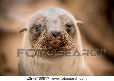 Cape Cross, Namibia, Africa - Cape Fur Seals (pinnipedia) on the Seal reserve of the Skeleton Coast. View Large Photo Image Stock Photo - Cape Cross, Namibia, Africa - Cape Fur Seals (pinnipedia) on the Seal reserve of the Skeleton Coast.. Fotosearch