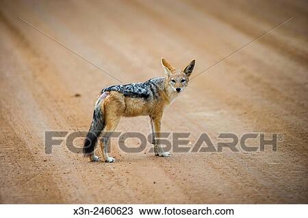 Cape Cross, Namibia - Blacked backed jackal (canis lupus) standing in the middle of the road to Sossusvlei. View Large Photo Image Stock Image - Cape Cross, Namibia - Blacked backed jackal (canis lupus) standing in the middle of the road to Sossusvlei.. Fotosearch