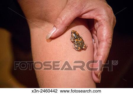 Cape Cross, Namibia - Frog at Seal reserve. View Large Photo Image Stock Image - Cape Cross, Namibia - Frog at Seal reserve.. Fotosearch