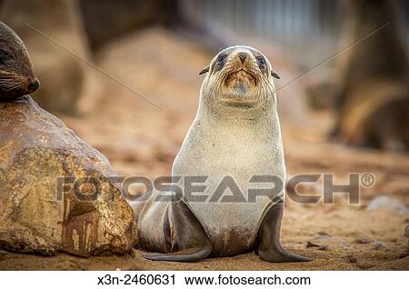 Cape Cross, Namibia - Portrait of a cape fur seal (pinnipedia) amidst the thousands of seals in the Cape Cross Seal Reserve along the Skeleton Coast. View Large Photo Image Stock Image - Cape Cross, Namibia - Portrait of a cape fur seal (pinnipedia) amidst the thousands of seals in the Cape Cross Seal Reserve along the Skeleton Coast.. Fotosearch