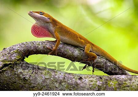 Carolina Anole (Anolis carolinensis) - Camp Lula Sams, Brownsville, Texas, USA. View Large Photo Image Picture - Carolina Anole (Anolis carolinensis) - Camp Lula Sams, Brownsville, Texas, USA.. Fotosearch