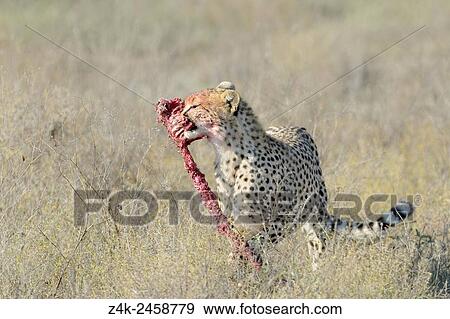 Cheetah (Acinonyx jubatus) walking on savanna, with a piece of prey in his mouth, Ngorongor conservation area, Tanzania. View Large Photo Image Stock Photo - Cheetah (Acinonyx jubatus) walking on savanna, with a piece of prey in his mouth, Ngorongor conservation area, Tanzania.. Fotosearch