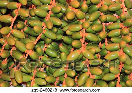 Close up of fresh dates, shindolya, Pune. View Large Photo Image Stock Photo - Close up of fresh dates, shindolya, Pune.. Fotosearch