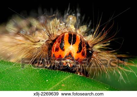 close up of hairy Centipede, borneo View Large Photo Image Stock Photo - close up of hairy Centipede, borneo. Fotosearch