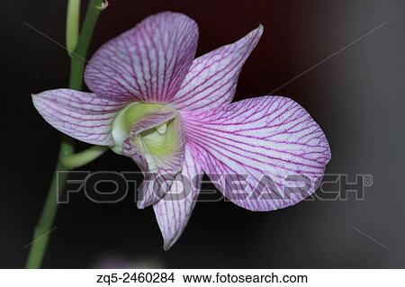Close up of Moth Orchid or Phalaenopsis flower, Pune. View Large Photo Image Picture - Close up of Moth Orchid or Phalaenopsis flower, Pune.. Fotosearch