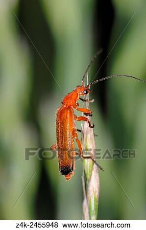 Stock Photo - Common red soldier beetle (Rhagonycha fulva) on blade of grass, Haute Savoie, France.. Fotosearch