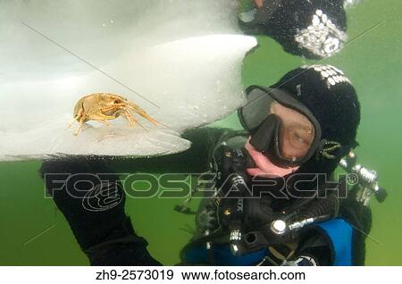Stock Photo - Diver, subglacial diving, ice diving, in the frozen Black Sea, a rare phenomenon, last time it occured in 1977, Odessa, Ukraine, Eastern Europe.. Fotosearch