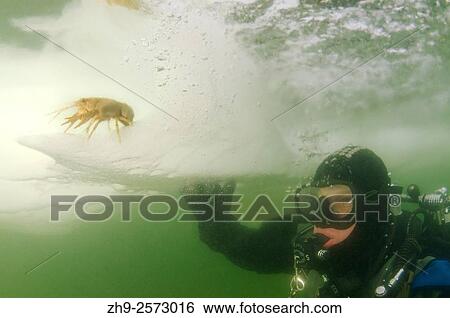Stock Photograph - Diver, subglacial diving, ice diving, in the frozen Black Sea, a rare phenomenon, last time it occured in 1977, Odessa, Ukraine, Eastern Europe.. Fotosearch