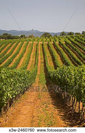 europe, italy, tuscany, scansano, wineyards. View Large Photo Image Stock Image - europe, italy, tuscany, scansano, wineyards.. Fotosearch