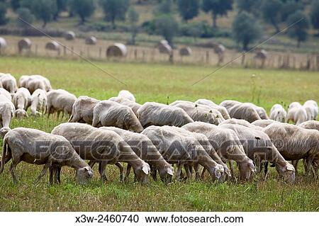 europe, italy, tuscany, sticciano area, sheeps to pasture. View Large Photo Image Stock Image - europe, italy, tuscany, sticciano area, sheeps to pasture.. Fotosearch