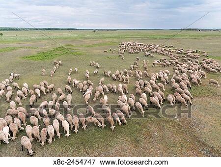 Flock of Sheep in the Puszta, Hortobagy National Park. The NP is keeping the traditional way of grazing to maintain the grasslands of the hungarian lowlands as a listed UNESCO world heritage. Europe, Eastern Europe, Hungary, April. View Large Photo Image Stock Photo - Flock of Sheep in the Puszta, Hortobagy National Park. The NP is keeping the traditional way of grazing to maintain the grasslands of the hungarian lowlands as a listed UNESCO world heritage. Europe, Eastern Europe, Hungary, April.. Fotosearch