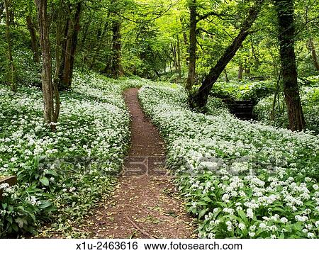 Footpath through Wild Garlic Flowers in Mackintosh Park in Spring Knaresborough North Yorkshire England. View Large Photo Image Stock Photograph - Footpath through Wild Garlic Flowers in Mackintosh Park in Spring Knaresborough North Yorkshire England.. Fotosearch