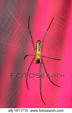 Garden Spider and its web View Large Photo Image Stock Photography - Garden Spider and its web. Fotosearch